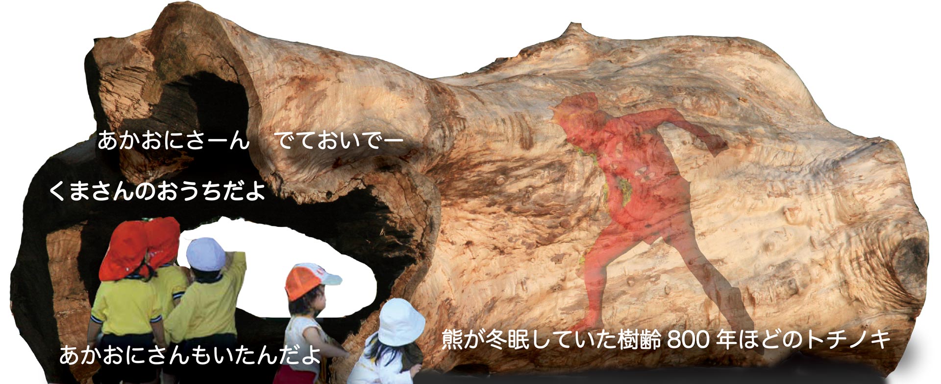 熊が冬眠していた樹齢800年ほどのトチノキ